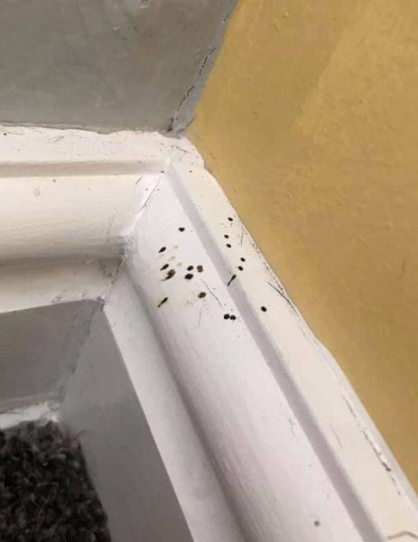 If you spot these small black dots in your kitchen at home, you had better know what it means. I didn’t have a clue  Check Comments…