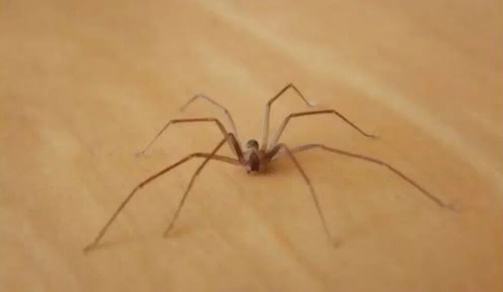 Be Careful! This Spider Will Harm You With Just One Bite.